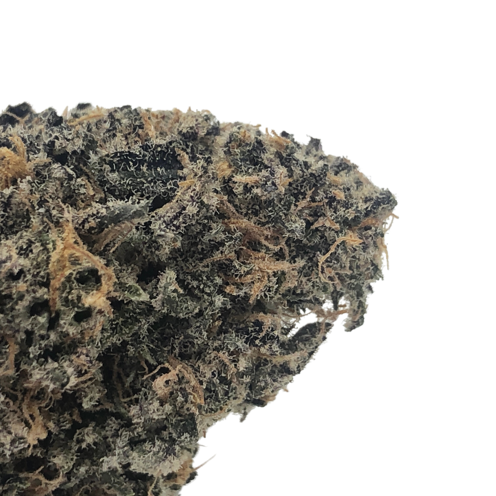 togo-blackout-bobby-closeup