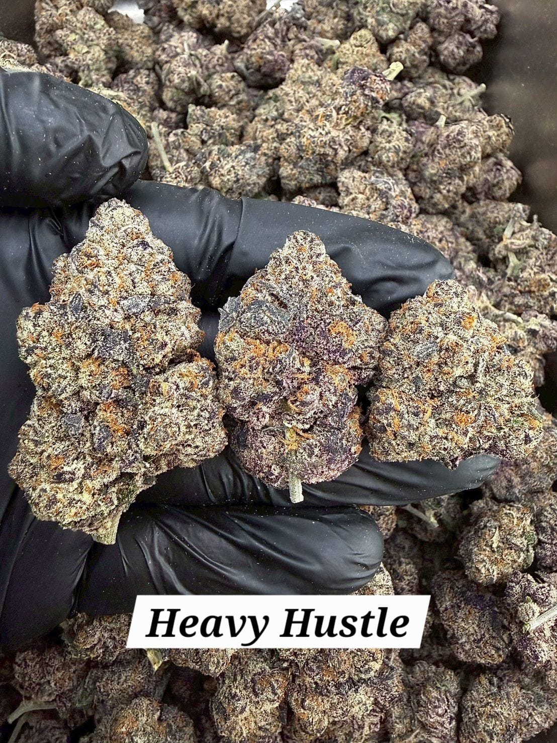 Heavy Hustle 2